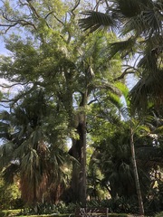 Pseudopanax lessonii