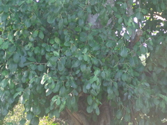 Ficus obtusifolia