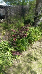 Prunus cerasifera pissardii