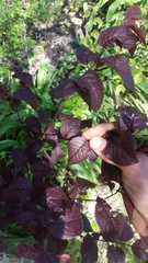 Prunus cerasifera pissardii