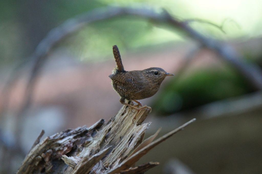 Common Pacific Wren