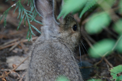 Snowshoe Hare photographed in Montana