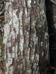 Calophyllum brasiliense