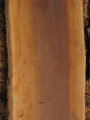 Calophyllum brasiliense