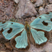 Mariposa Marinero Mexicano - Photo (c) irene-w, algunos derechos reservados (CC BY-NC), subido por irene-w