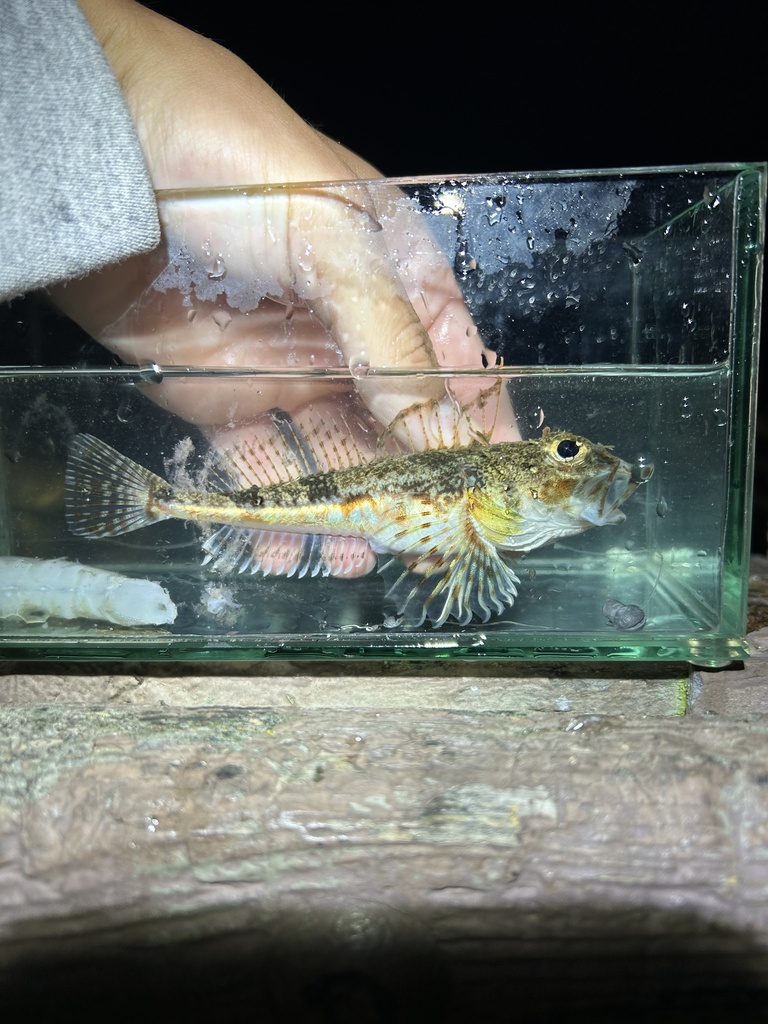roughback sculpin