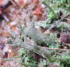 Cladonia scabriuscula