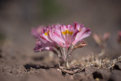 Alstroemeria pallida