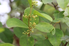 Gymnema sylvestre: Herkunft und Verwendung — Foto 2