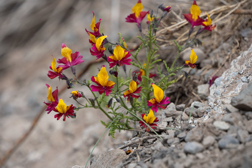 Schizanthus coccineus, photograph 6