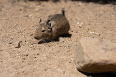 Octodon degus