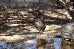 Pteroptochos megapodius