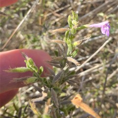 Hedeoma reverchonii