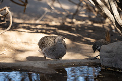 Nothoprocta perdicaria