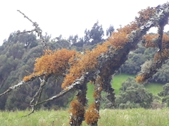 Teloschistes flavicans