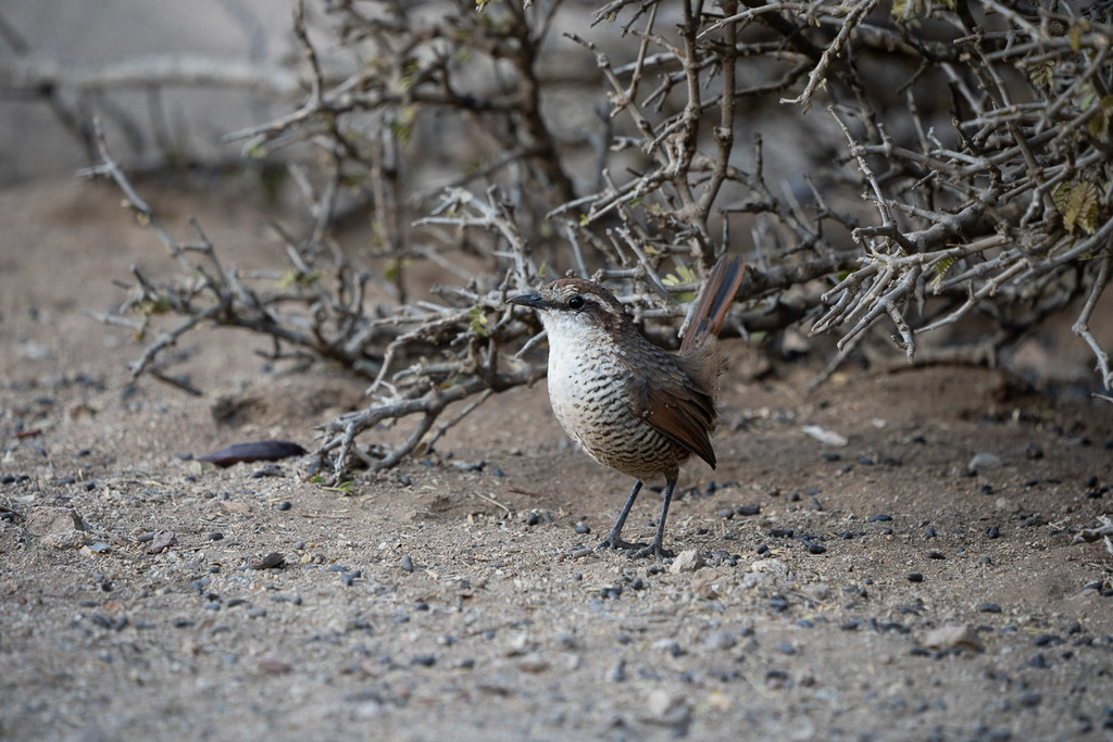 Scelorchilus albicollis atacamae