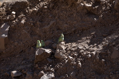 Psilopsiagon aurifrons