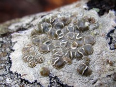 Lecanora subpallens