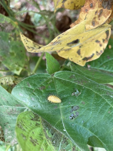 Mexican Bean Beetle photographed in Kentucky