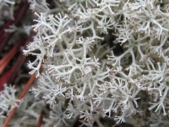 Cladonia arbuscula mitis