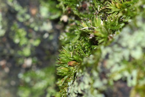 Orthotrichum strangulatum observed 2019-10-26