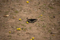 Battus polydamas psittacus