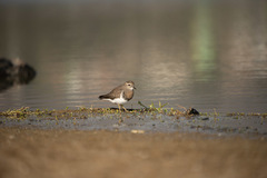 Charadrius modestus