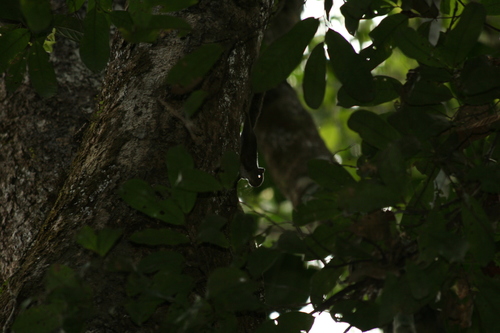 Amazon Dwarf Squirrel
