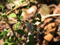 Trichostema nesophilum