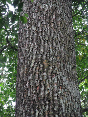 Bertholletia excelsa