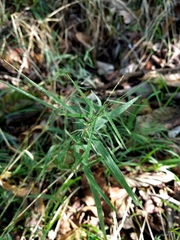 Muhlenbergia bushii