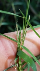 Muhlenbergia bushii