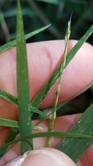 Muhlenbergia bushii