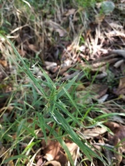 Muhlenbergia bushii