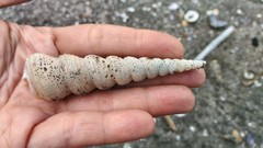 Turritella terebra