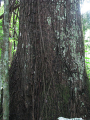 Swietenia macrophylla