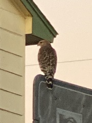 Buteo lineatus