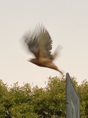 Buteo lineatus