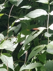 Protomydas rubidapex