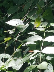 Protomydas rubidapex