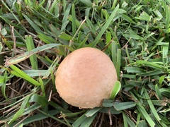 Chlorophyllum molybdites image