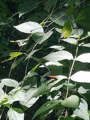 Protomydas rubidapex