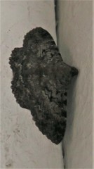 Polydesma boarmoides