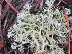 Cladonia submitis