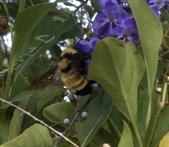 Bombus sonorus