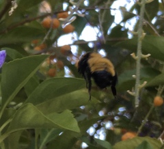 Bombus sonorus