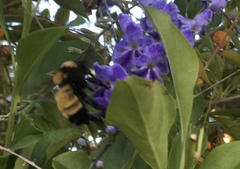 Bombus sonorus