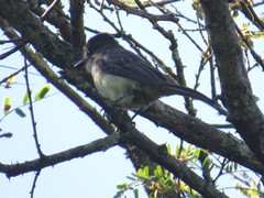 Myiarchus tuberculifer