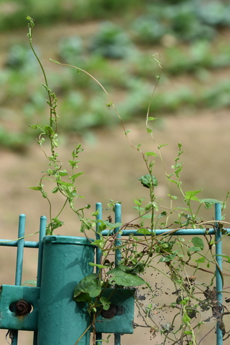 Fallopia dentatoalata iNat (2)