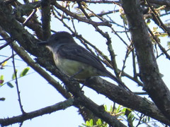 Myiarchus tuberculifer